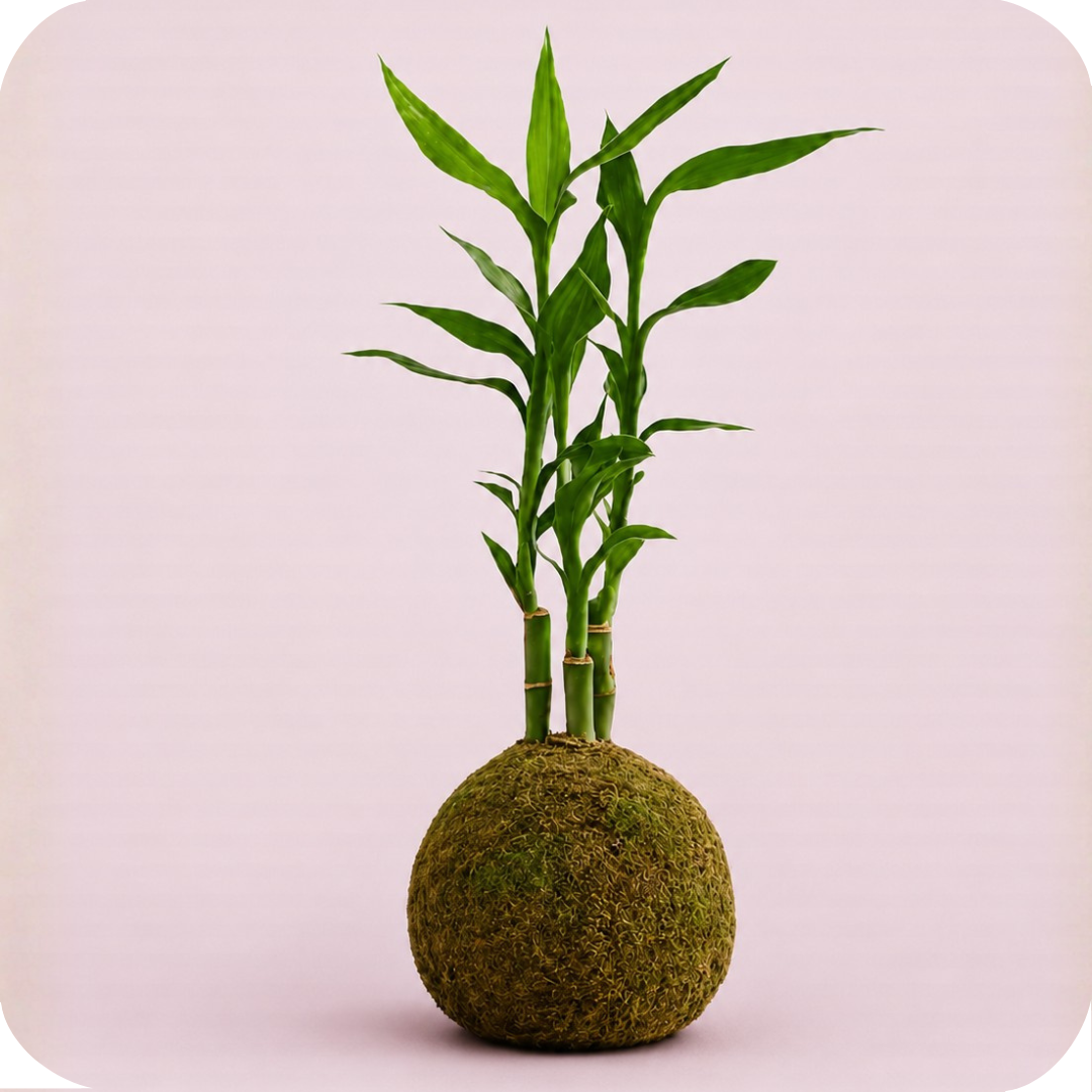 Kokedama Prosperidade Natural