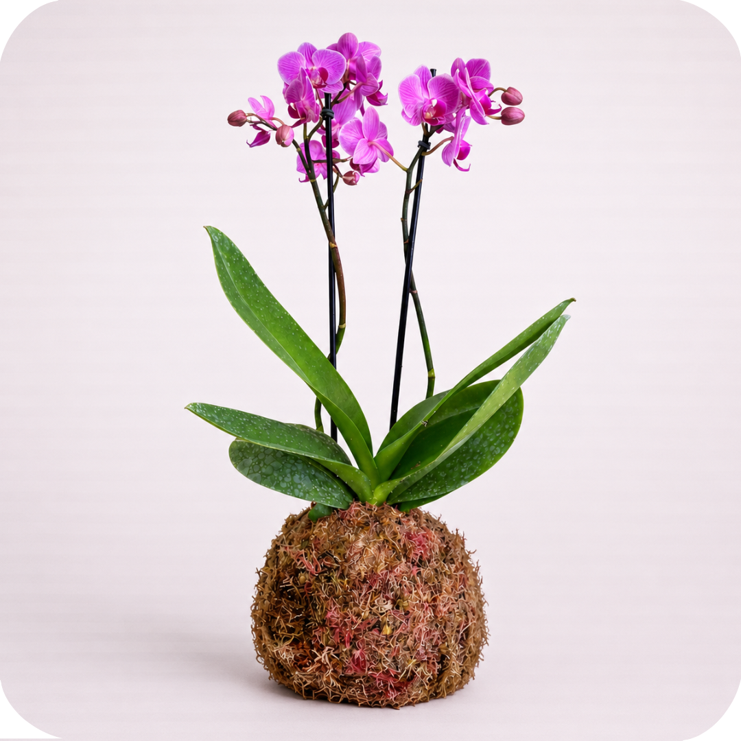 Kokedama de Orqu�dea Natural
