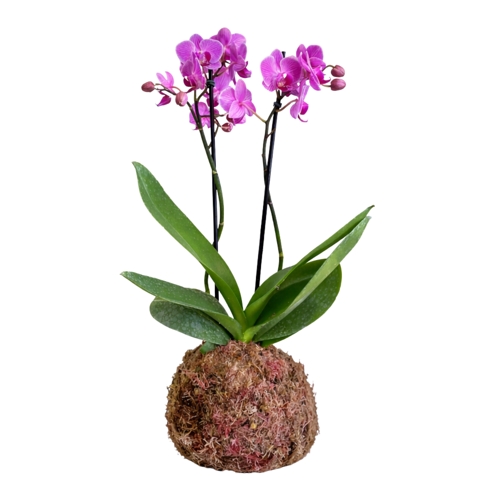 Kokedama de Orqu�dea Natural