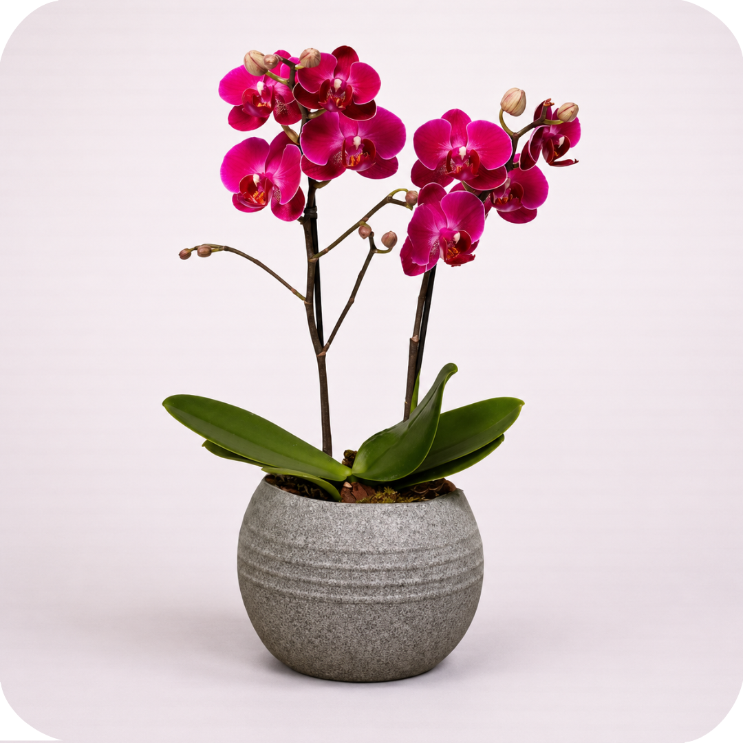 Orqu�dea Toque de Eleg�ncia