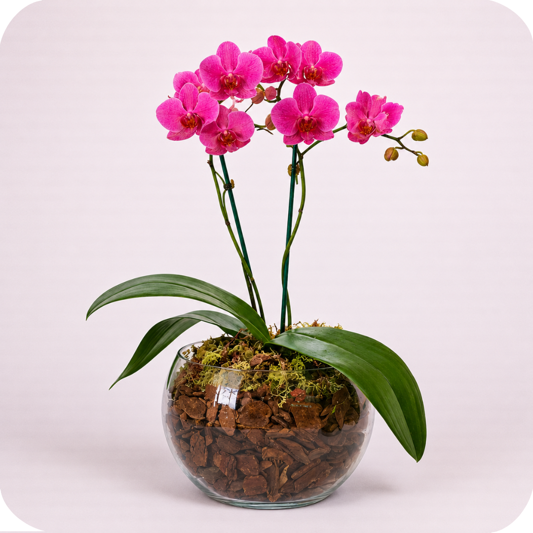 Orqu�dea Jardim de Vidro