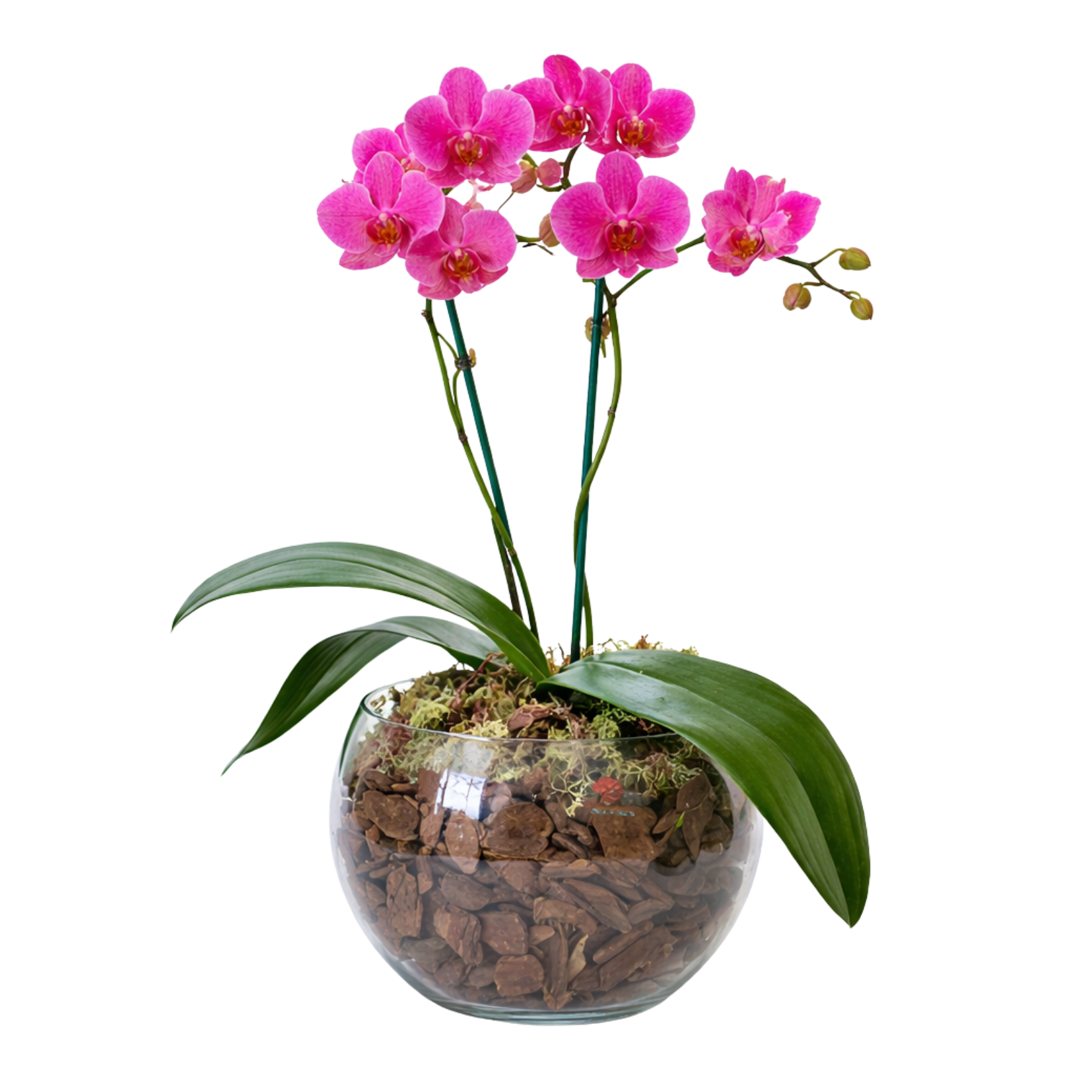 Orqu�dea Jardim de Vidro