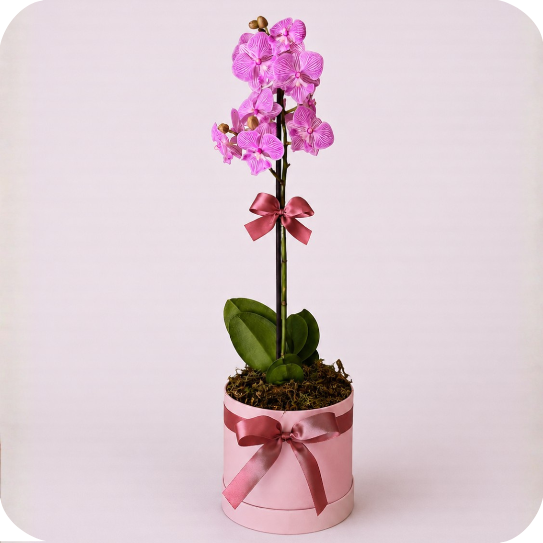 Orqu�dea Encanto em Box