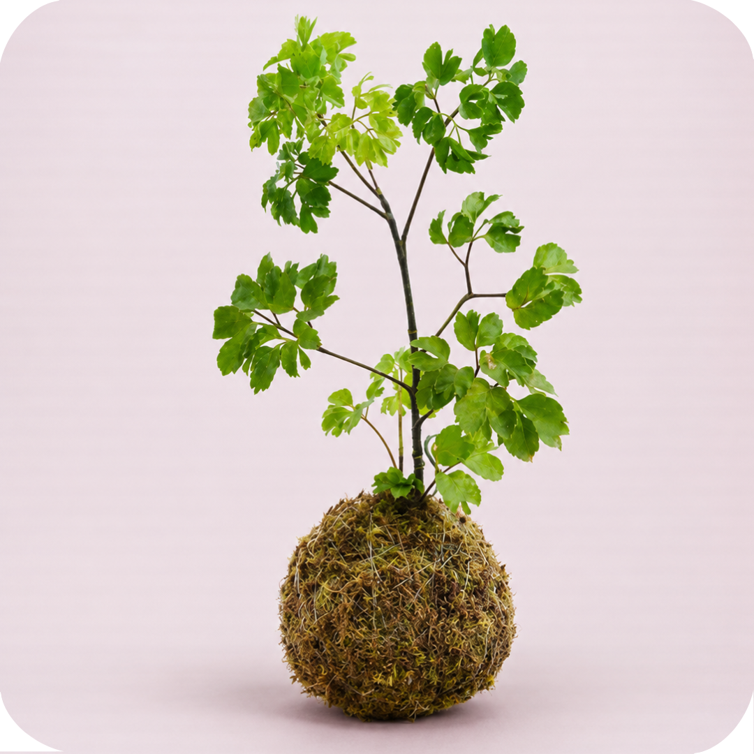 Kokedama Arvore da Felicidade