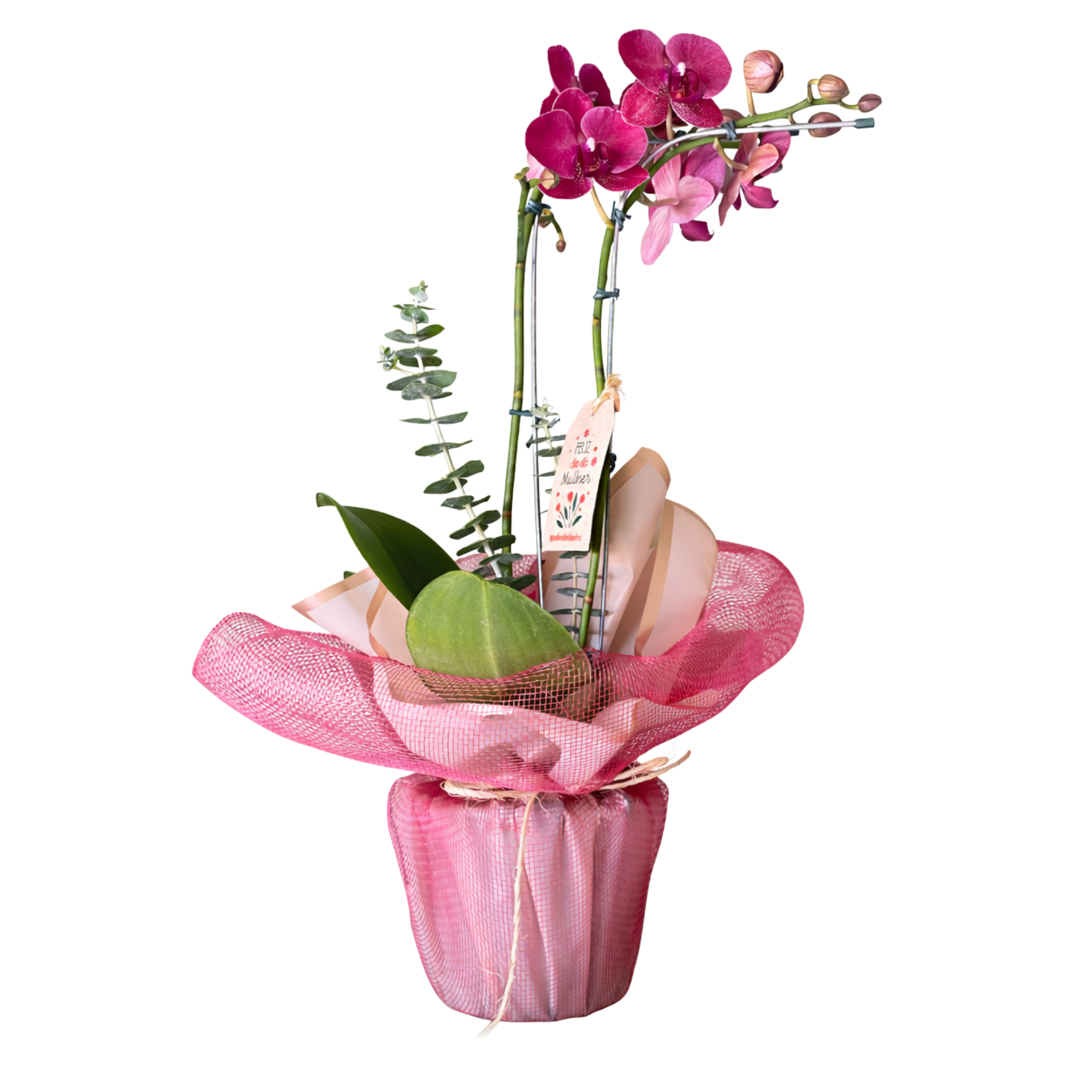 Orquideas